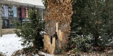 Sicherheit für den Spielplatz im Bamberger Harmoniegarten 14 Deutlich sichtbar sind die erheblichen Schädigungen
des Ahorns im Harmoniegarten. Quelle: Stadt Bamberg, Steffen Schützwohl