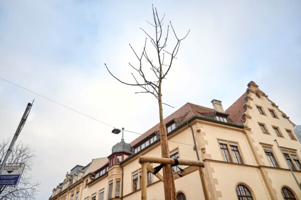Weniger Versiegelung, mehr Stadtgrün in Bamberg 11 Weniger Versiegelung, mehr Stadtgrün in Bamberg 1