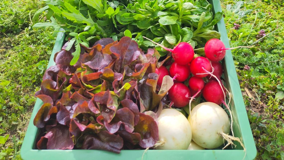 Beispielhafte Abokiste im Mai (Quelle: Simon Moser)