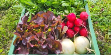 Bamberger Öko-Modellregion stärkt regionale Gemüseversorgung 16 Beispielhafte Abokiste im Mai (Quelle: Simon Moser)