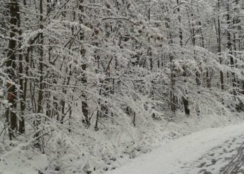 Landkreis Bamberg warnt vor herabstürzenden Schneelasten 11 User comments