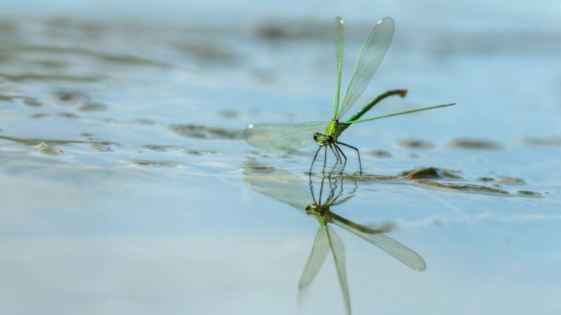 •	Die gebänderte Prachtlibelle legt ihre Eier an Wasserpflanzen ab. (Foto: Andreas Gehrig/Flussparadies Franken e. V.)