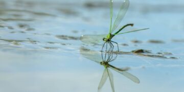 Wasser & Klima: Main FlussFilmFest 2026 12 • Die gebänderte Prachtlibelle legt ihre Eier an Wasserpflanzen ab. (Foto: Andreas Gehrig/Flussparadies Franken e. V.)