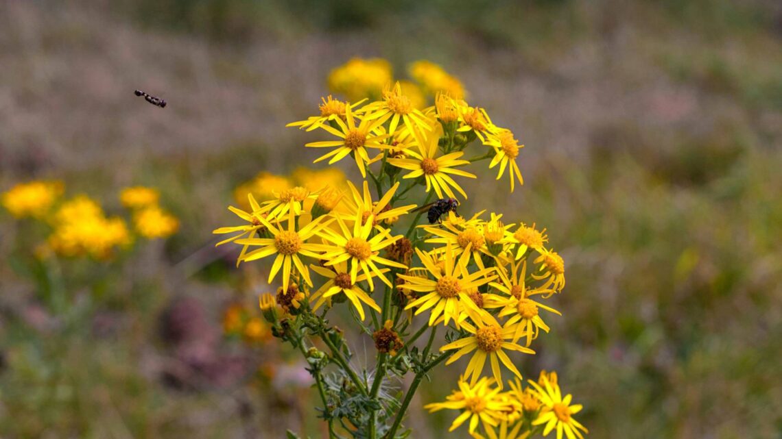 Jakobskreuzkraut. Quelle:  Unsplash, Asim Rehman