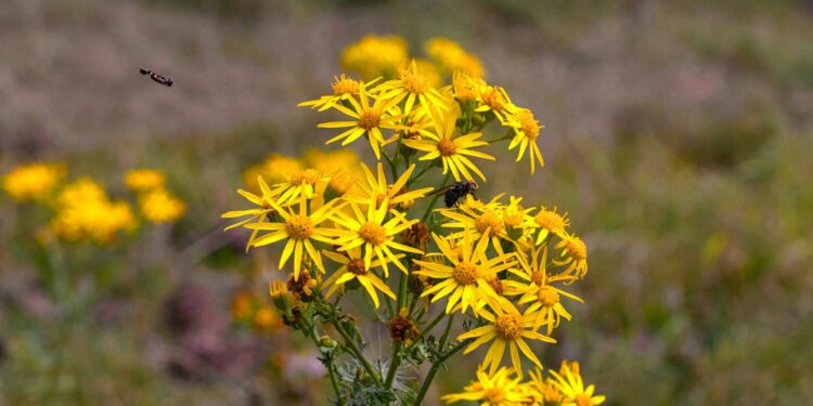 Jakobskreuzkraut. Quelle:  Unsplash, Asim Rehman