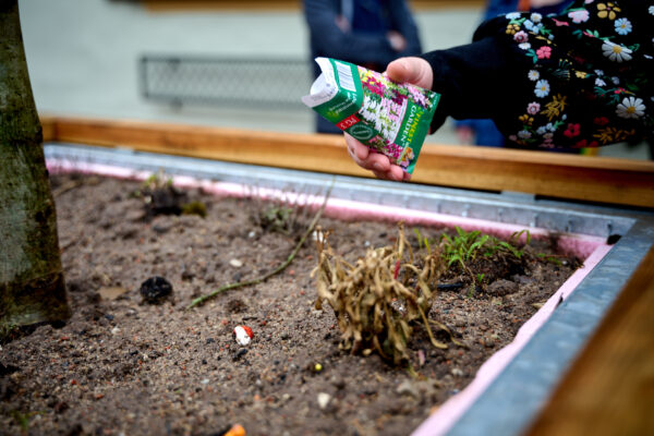 Neue Pflanzkübel bringen frisches Grün in die Obere Königstraße 11 Neue Pflanzkübel bringen frisches Grün in die Obere Königstraße 1