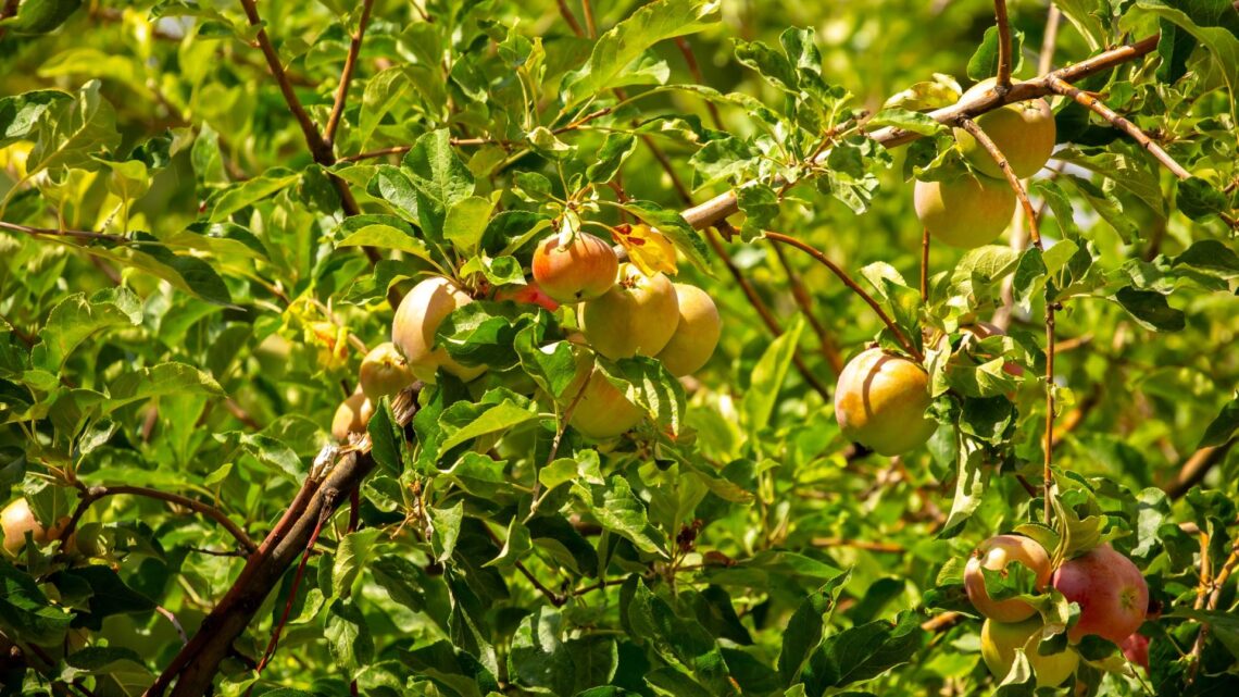 41 neue Streuobstbäume für den 'Remeis-Hügel' in Bamberg 10 Symbolfoto. Quelle: shutterstock - Vera Larina