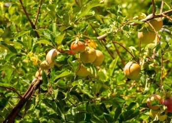41 neue Streuobstbäume für den 'Remeis-Hügel' in Bamberg 15 Symbolfoto. Quelle: shutterstock - Vera Larina