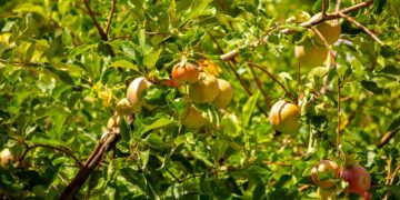 41 neue Streuobstbäume für den 'Remeis-Hügel' in Bamberg 12 Symbolfoto. Quelle: shutterstock - Vera Larina
