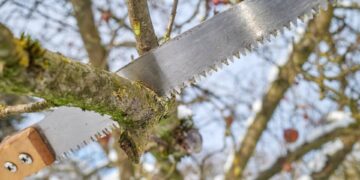 Gehölzschnitt in Bamberg nur noch bis Ende Februar erlaubt 13 Symbolfoto. Quelle: shutterstock - Maciej Bledowski