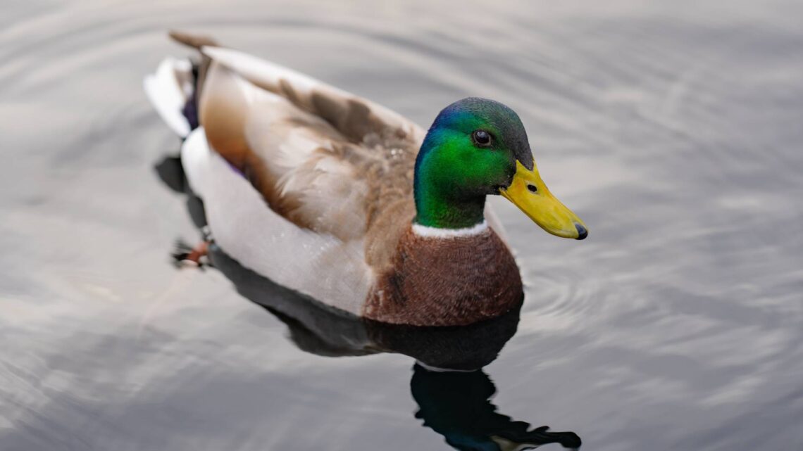 Quelle: Shutterstock - Volodymyr TVERDOKHLIB