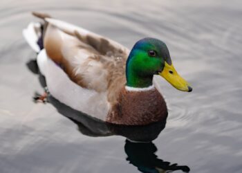 Quelle: Shutterstock - Volodymyr TVERDOKHLIB