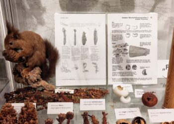 Tierspuren im Wald entdecken: Neue Ausstellung in Ebrach 13 Tierspurenausstellung (Quelle: Ulla Reck)