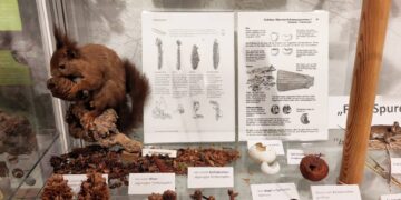 Tierspuren im Wald entdecken: Neue Ausstellung in Ebrach 12 Tierspurenausstellung (Quelle: Ulla Reck)