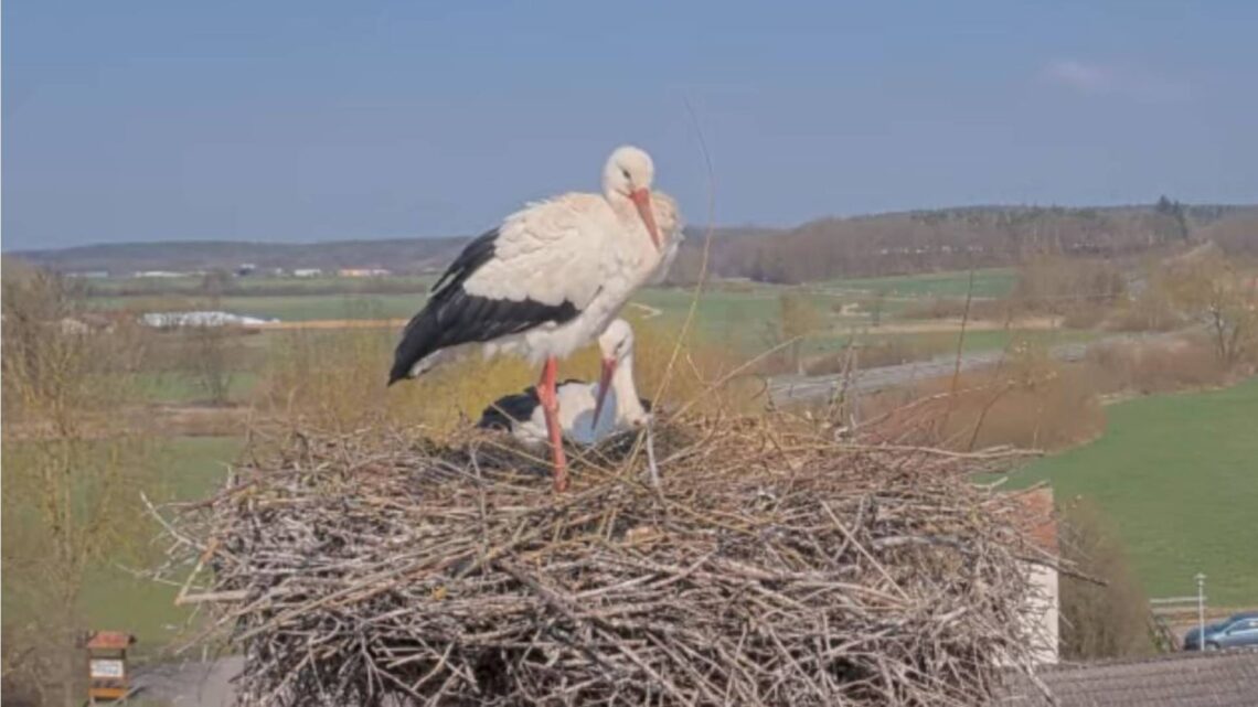 Störche auf dem Dach des Bauernmuseums (Quelle: Landratsamt Bamberg)