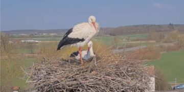 Frühlingsboten in Frensdorf: Storchenpaar kehrt zurück 14 Störche auf dem Dach des Bauernmuseums (Quelle: Landratsamt Bamberg)