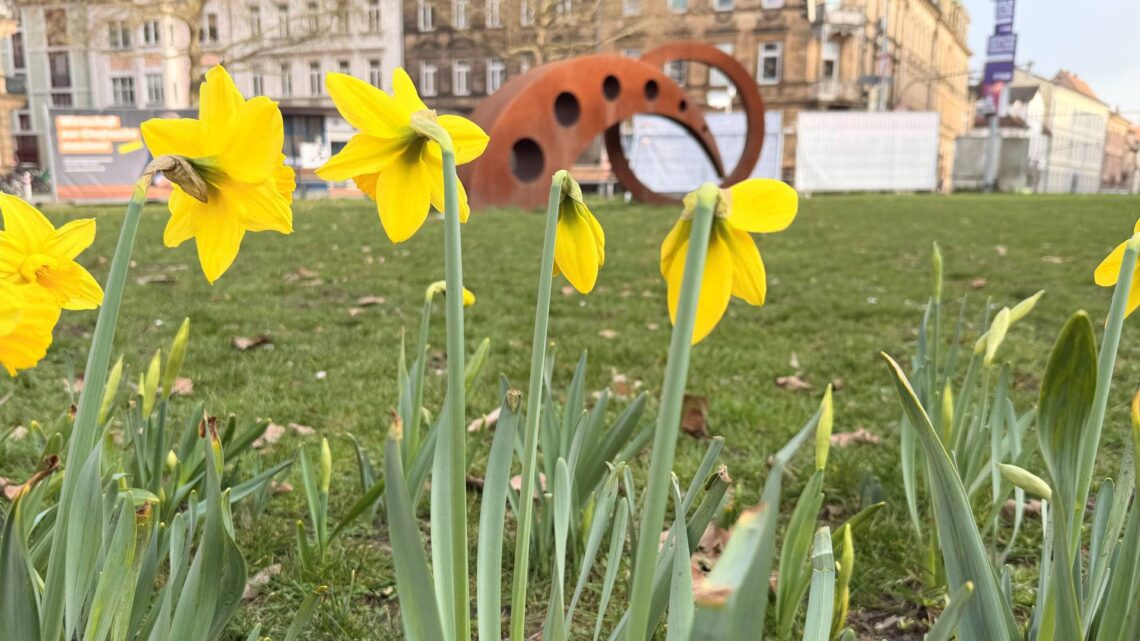 Bamberg blüht auf: 28.000 Blumenzwiebeln für die Stadt 10 Symbolbild. Bamberg Service, Abteilung Grünanalgen und
Friedhöfe