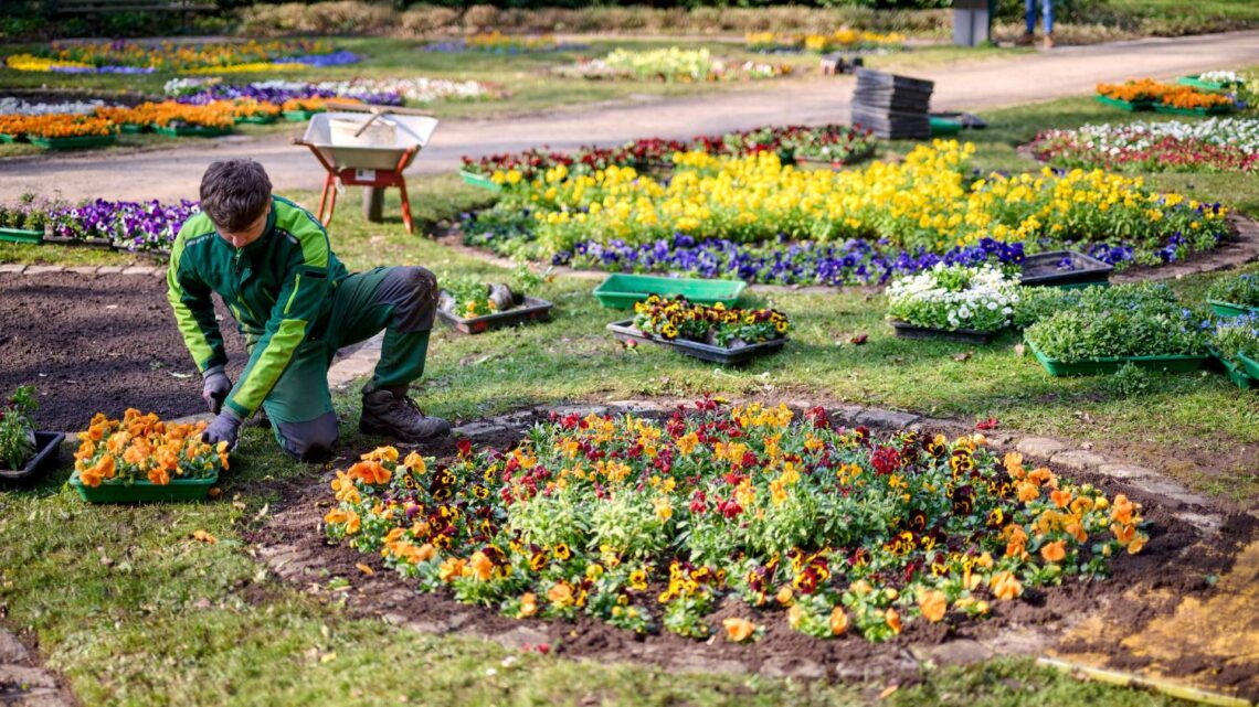 Im Botanischen Garten bepflanzen die fleißigen
Stadtgärtner von Bamberg Service die historischen Blumenrondelle. Quelle: Stadt Bamberg, Sonja Seufferth