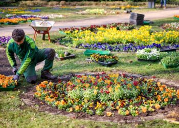 Im Botanischen Garten bepflanzen die fleißigen
Stadtgärtner von Bamberg Service die historischen Blumenrondelle. Quelle: Stadt Bamberg, Sonja Seufferth