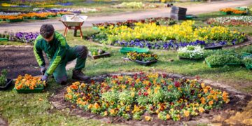 Ein Blütenmeer für Bamberg 13 Im Botanischen Garten bepflanzen die fleißigen
Stadtgärtner von Bamberg Service die historischen Blumenrondelle. Quelle: Stadt Bamberg, Sonja Seufferth