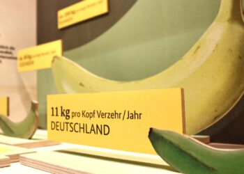 Neue Ausstellungen in Bamberg starten ins Frühjahr 10 Die Banane ist das Objekt um das sich in der Sonderaustellung 'BananaRama' im Naturkundemuseum in Bamberg ab 31. März 2026 alles dreht. Quelle: RS-GmbH