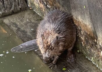 Biber-Aufzuchtzeit in Bamberg: Hunde am Wasser an die Leine 18 Um ihre Jungtiere zu verteidigen, können die
normalerweise friedlichen Biber auch aggressives Verhalten an den
Tag legen, weshalb um erhöhte Achtsamkeit in den nächsten Wochen
gebeten wird. Im Bild: Ein Bieber, der sich 2023 in der Schleuse 100 am
Mühlwörth befand. Quelle: Stadt Bamberg, Klima- und Umweltamt
