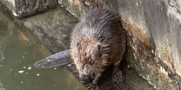 Biber-Aufzuchtzeit in Bamberg: Hunde am Wasser an die Leine 14 Um ihre Jungtiere zu verteidigen, können die
normalerweise friedlichen Biber auch aggressives Verhalten an den
Tag legen, weshalb um erhöhte Achtsamkeit in den nächsten Wochen
gebeten wird. Im Bild: Ein Bieber, der sich 2023 in der Schleuse 100 am
Mühlwörth befand. Quelle: Stadt Bamberg, Klima- und Umweltamt