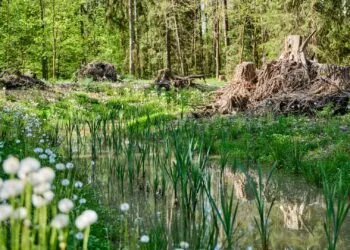 Mehr Lebensräume für Amphibien im Stadtwald 15 Hier fühlen sich Gelbbauchunke und Kammmolch wohl. Quelle: Stadt Bamberg