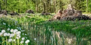 Mehr Lebensräume für Amphibien im Stadtwald 15 Hier fühlen sich Gelbbauchunke und Kammmolch wohl. Quelle: Stadt Bamberg