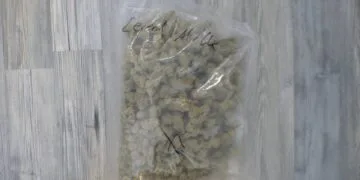 Schlag gegen den Rauschgifthandel in Bamberg 2 Sichergestelltes Marihuana © Polizei Oberfranken