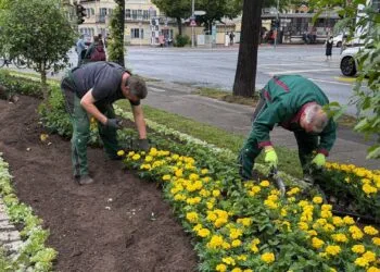 Bamberg erblüht: 40.000 Sommerblumen verschönern das Stadtbild 14 Rund 40.000 Sommerblumen pflanzen derzeit Bambergs Stadtgärtner wie hier am Schönleinsplatz. Quelle: Bamberg Service