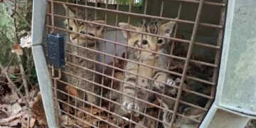 Happy End im Wald bei Priegendorf: Rettungsaktion für Wildkatzen gelingt 14 Drei Kätzchen in der Transportbox wollen raus. (Quelle: LRA Bamberg/Struck)