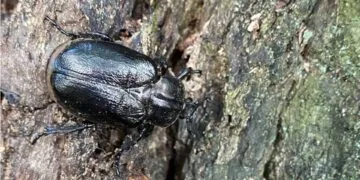 Seltene Großkäfer in Bamberg gesucht: aktive Hilfe beim Artenschutz 12 Eremit mit typischen Kotpellets. Quelle: Carmen Fuertes