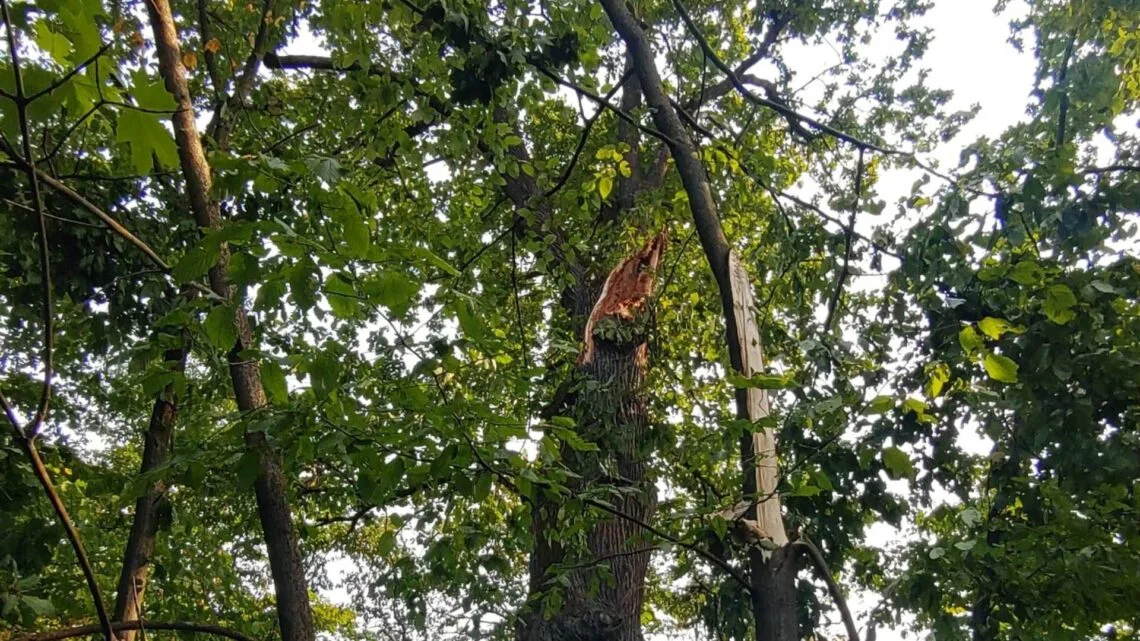 Das Sommergewitter mit Windböen von bis zu 9,5 Beaufort verursachte
an mehreren Bäumen im Stadtgebiet erhebliche Ast- und Kronenbrüche. Die
Baumpfleger von Bamberg. Quelle: Michael Böhm, Bamberg Service