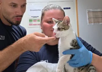 Ausgesetzte Katze am Bamberger Bahnhof entdeckt 14 Quelle: Bundespolizeiinspektion Würzburg