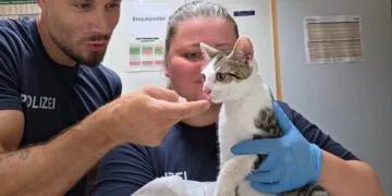 Ausgesetzte Katze am Bamberger Bahnhof entdeckt 1 Quelle: Bundespolizeiinspektion Würzburg